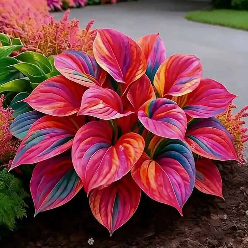 Hosta Seeds | 1000pcs Per Bag