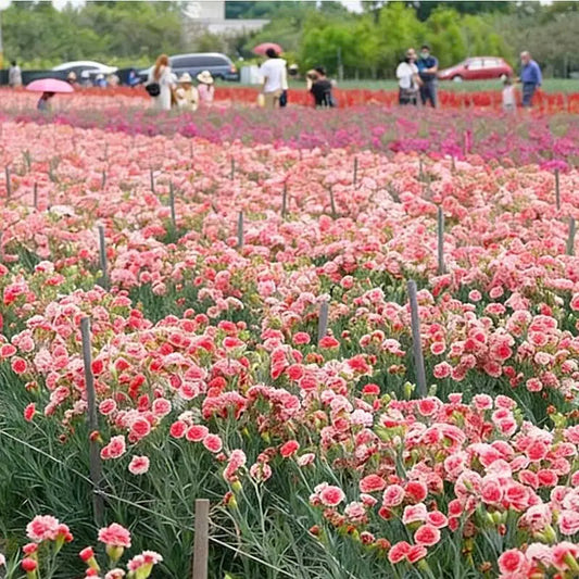 Carnation Seeds | 300pcs Per Bag