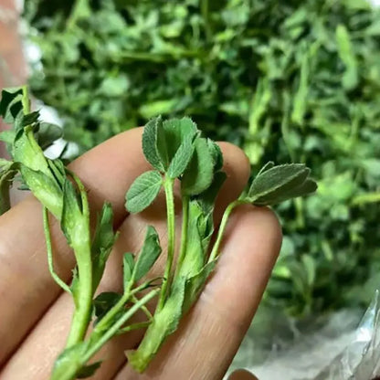 Vegetable Seeds | 10 Grams Per Bag