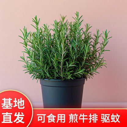 Bonsai flowers Seeds | 10 Grams Per Bag