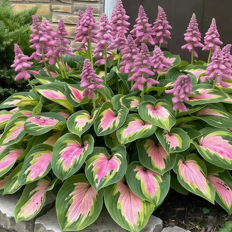 Hosta Seeds | 1000pcs Per Bag