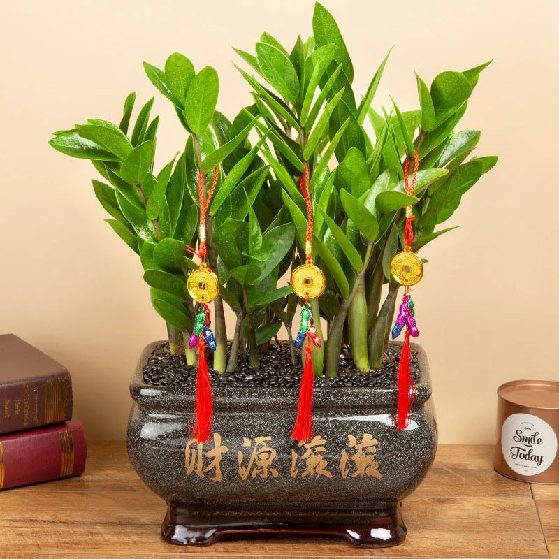 Bonsai flowers Seeds | 10 Grams Per Bag