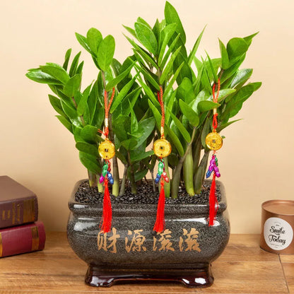 Bonsai flowers Seeds | 10 Grams Per Bag