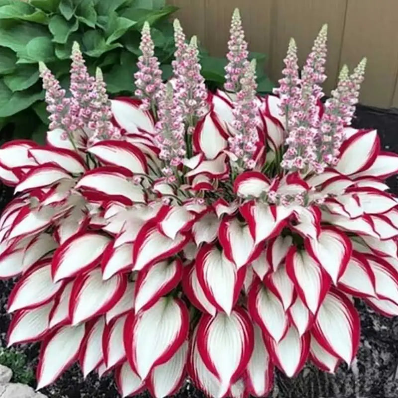 Hosta Seeds | 1000pcs Per Bag