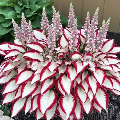 Hosta Seeds | 1000pcs Per Bag