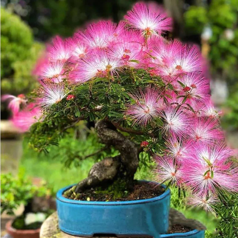 Bonsai flowers Seeds | 10 Grams Per Bag