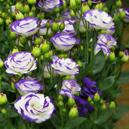 Eustoma grandiflorum Seeds | 500pcs Per Bag