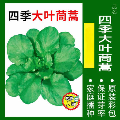 Vegetable Seeds | 10 Grams Per Bag