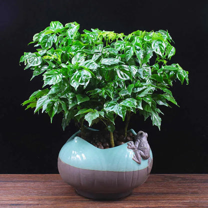 Bonsai flowers Seeds | 10 Grams Per Bag