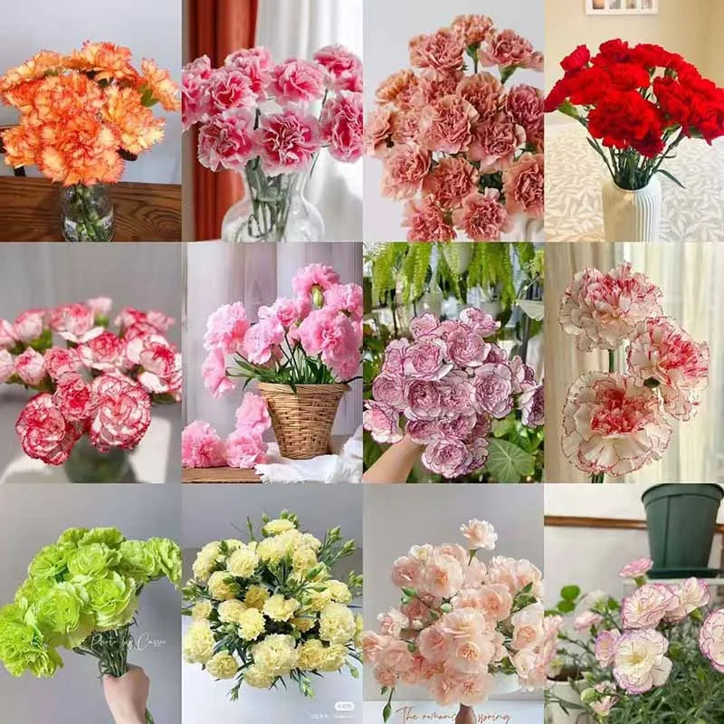 Carnation Seeds | 528pcs Per Bag