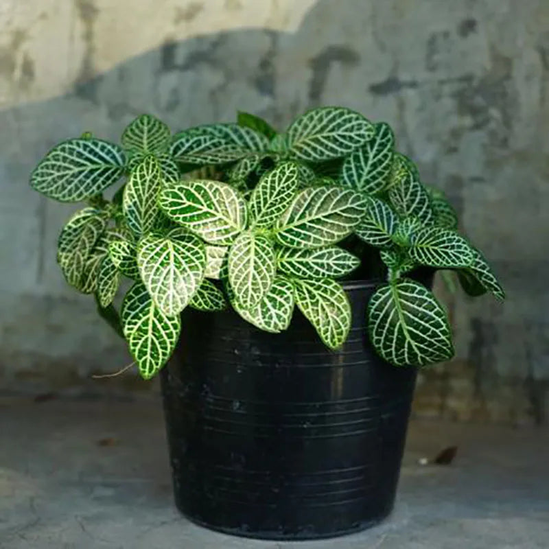 Bonsai flowers Seeds | 10 Grams Per Bag