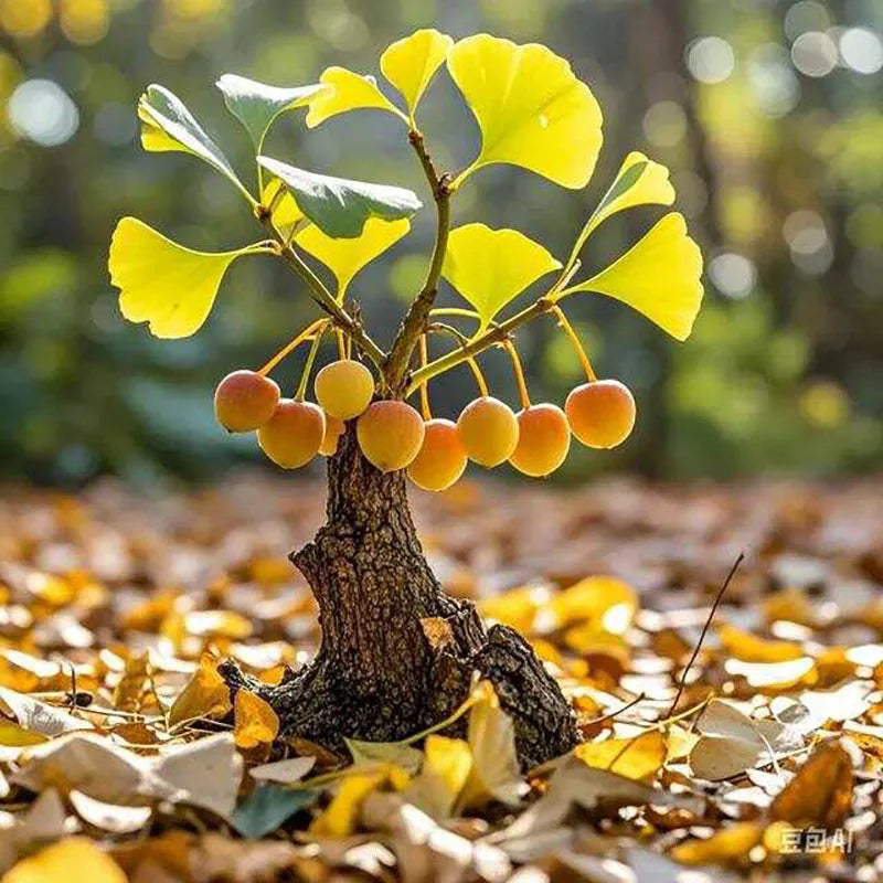 Bonsai flowers Seeds | 10 Grams Per Bag