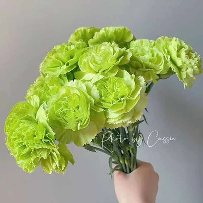 Carnation Seeds | 528pcs Per Bag