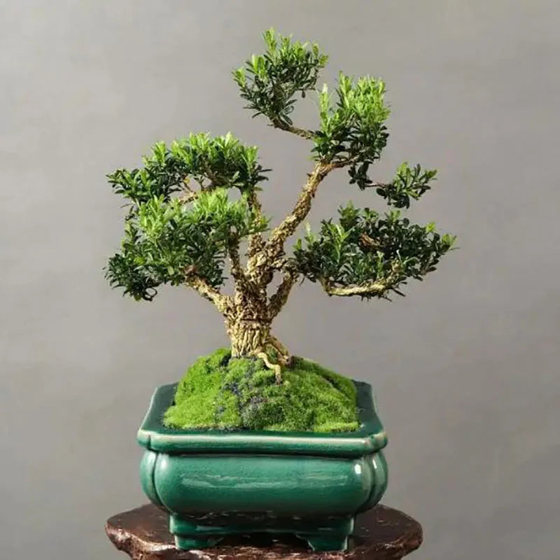 Bonsai flowers Seeds | 10 Grams Per Bag