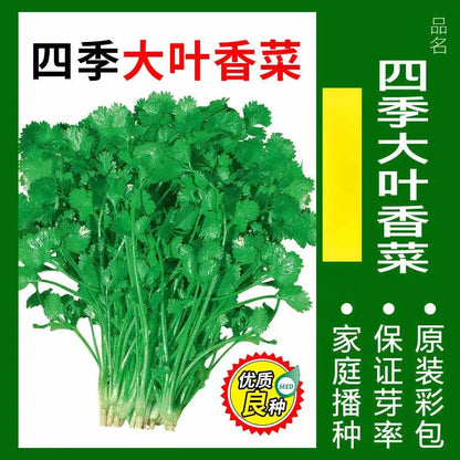Vegetable Seeds | 10 Grams Per Bag