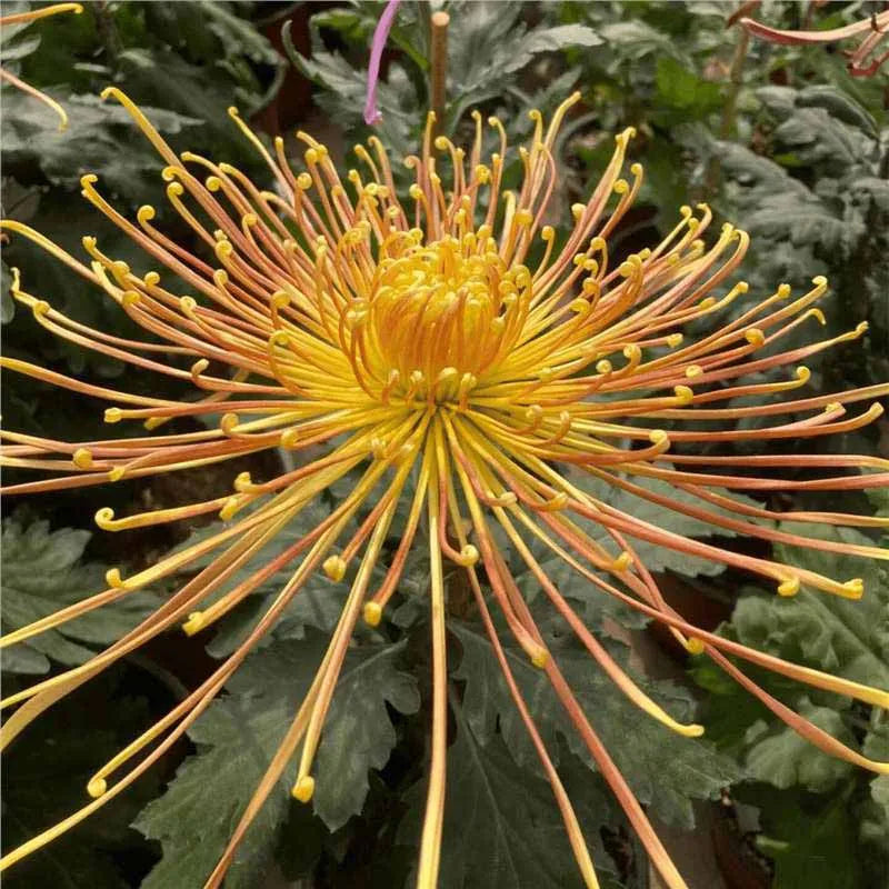 Chrysanthemum Seeds | 500pcs Per Bag