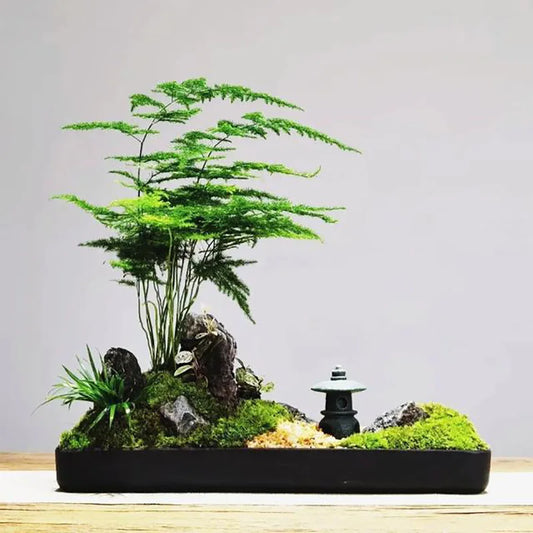 Bonsai flowers Seeds | 10 Grams Per Bag