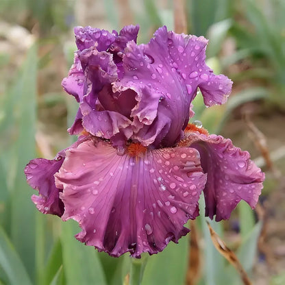 Blue Iris Seeds | 1000pcs Per Bag