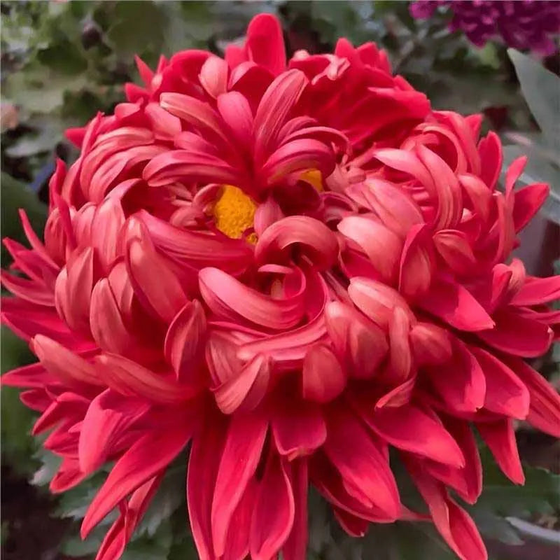 Chrysanthemum Seeds | 500pcs Per Bag