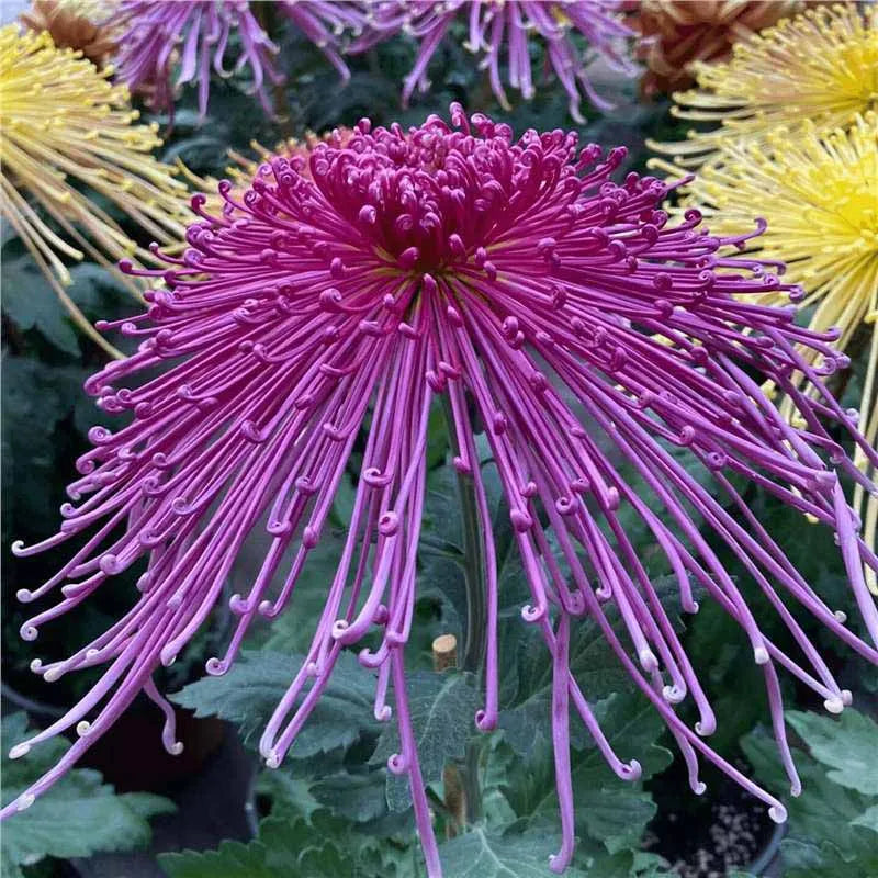 Chrysanthemum Seeds | 500pcs Per Bag
