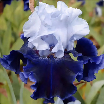 Blue Iris Seeds | 1000pcs Per Bag