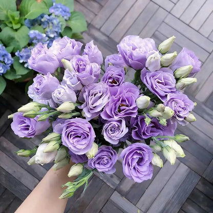 Eustoma grandiflorum Seeds | 1000pcs Per Bag