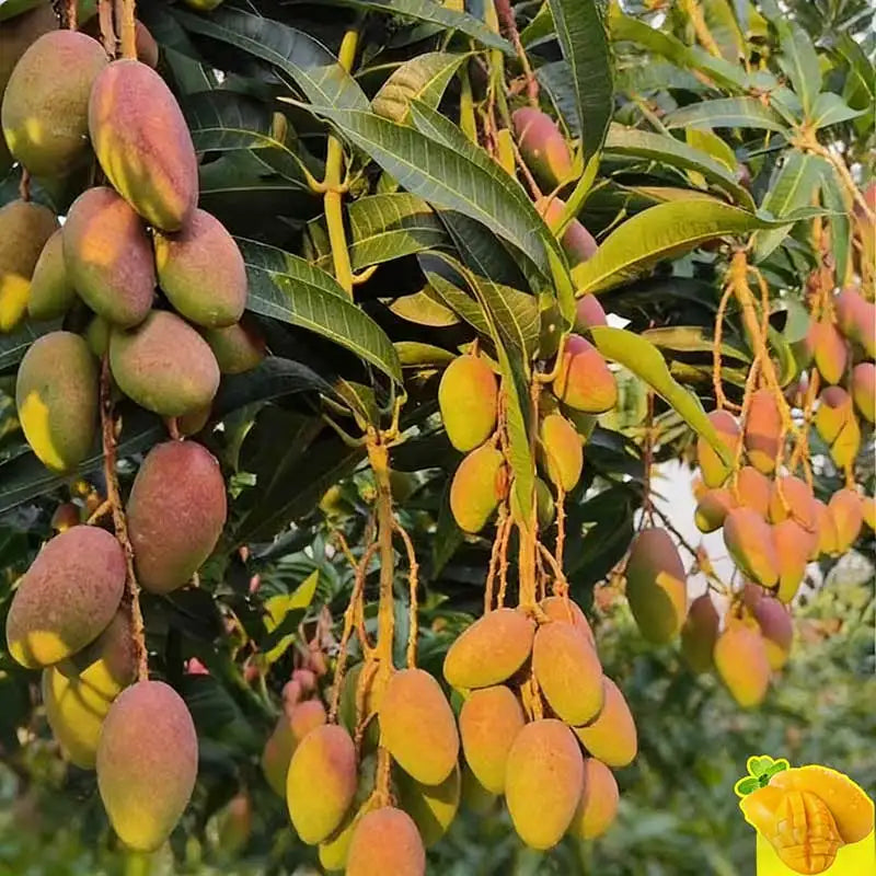 Blueberry Seeds | 20-100pcs Per Bag