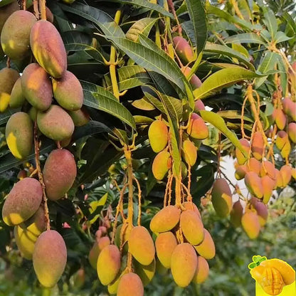 Blueberry Seeds | 20-100pcs Per Bag