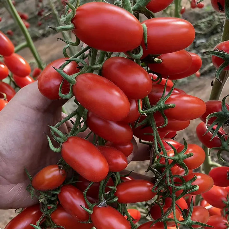 Tomato Seeds | 100pcs Per Bag