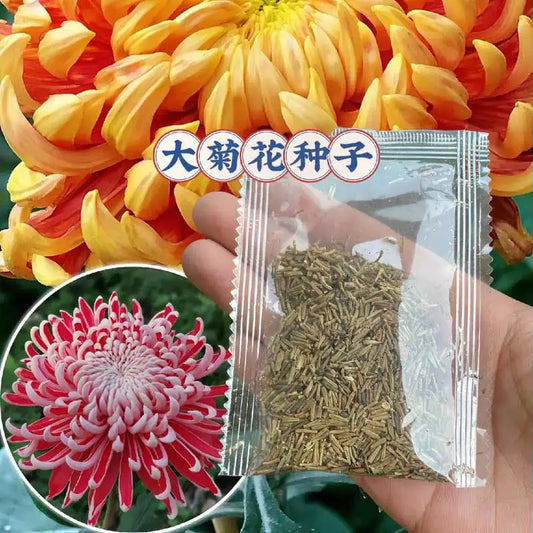 Chrysanthemum Seeds | 500pcs Per Bag