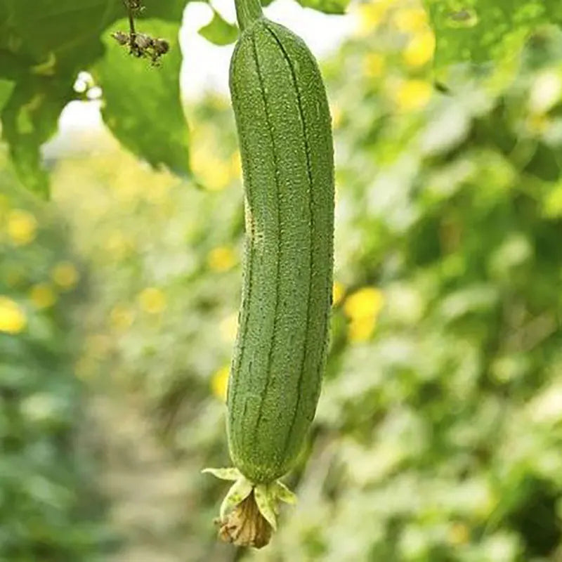 Vegetable Seeds | 10 Grams Per Bag