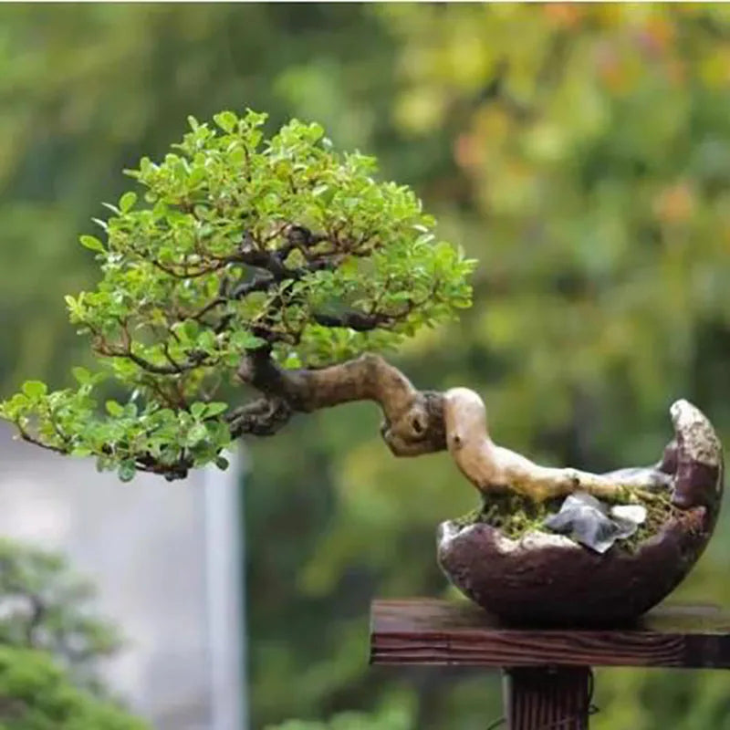 Bonsai flowers Seeds | 10 Grams Per Bag