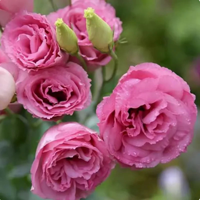 Eustoma grandiflorum Seeds | 1000pcs Per Bag