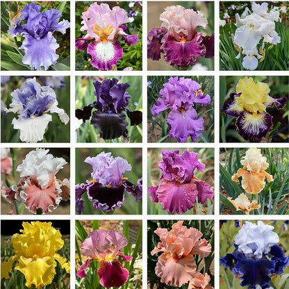 Blue Iris Seeds | 1000pcs Per Bag