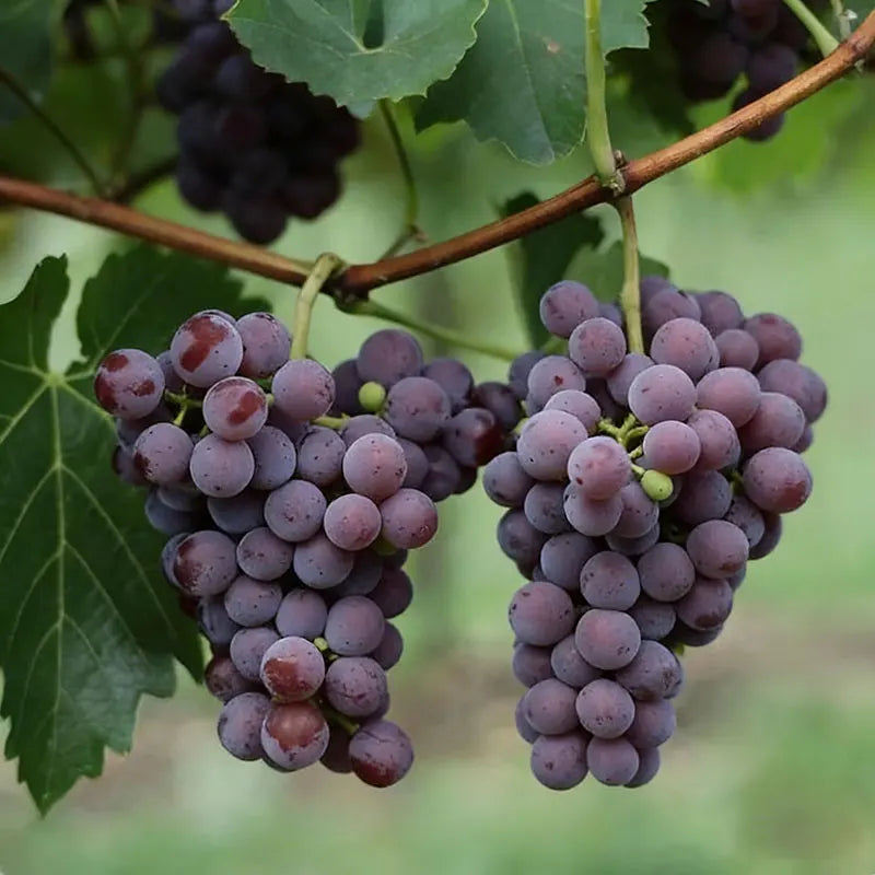 Blueberry Seeds | 20-100pcs Per Bag