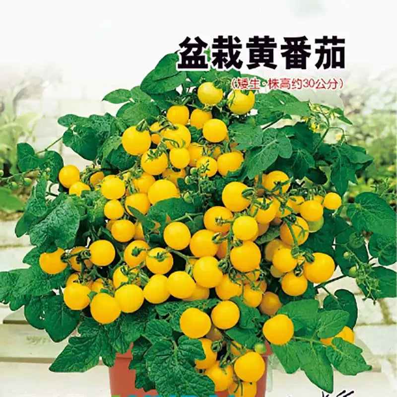 Tomato Seeds | 100pcs Per Bag