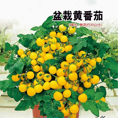 Tomato Seeds | 100pcs Per Bag