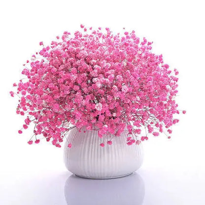 Babysbreath  Seeds | 500pcs Per Bag