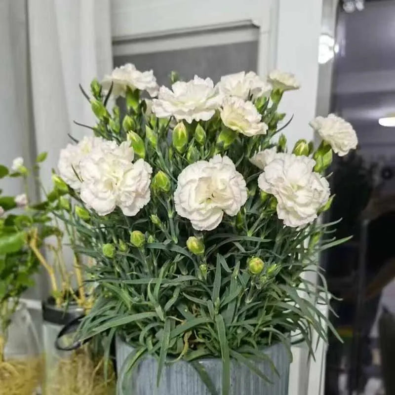 Carnation Seeds | 528pcs Per Bag