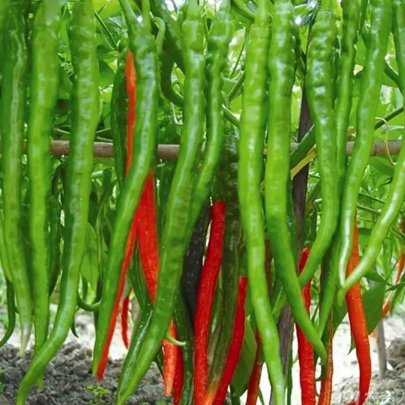 Vegetable Seeds | 10 Grams Per Bag