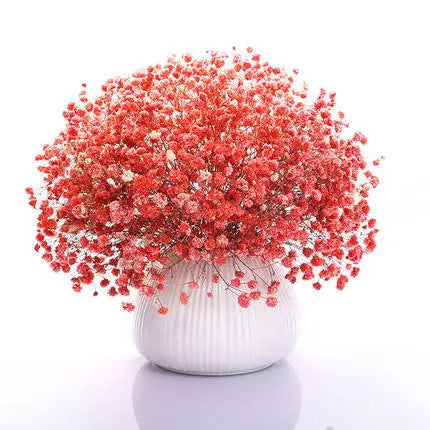 Babysbreath  Seeds | 500pcs Per Bag