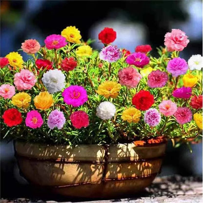 Daisy Seeds | 10 Grams Per Bag