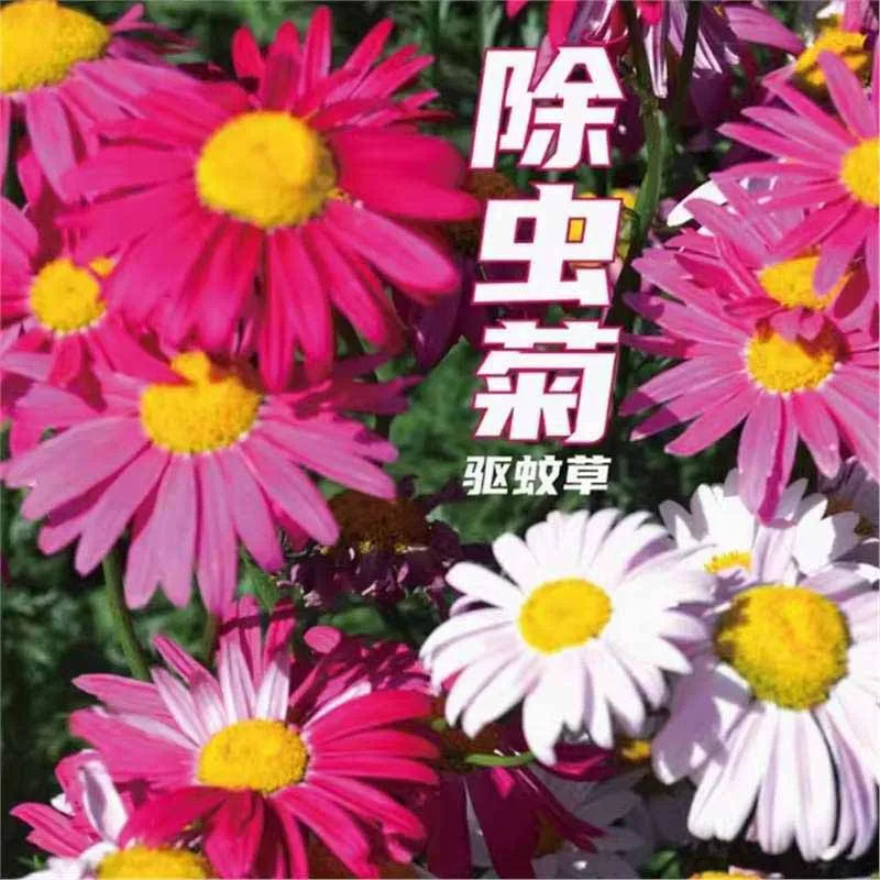 Daisy Seeds | 10 Grams Per Bag