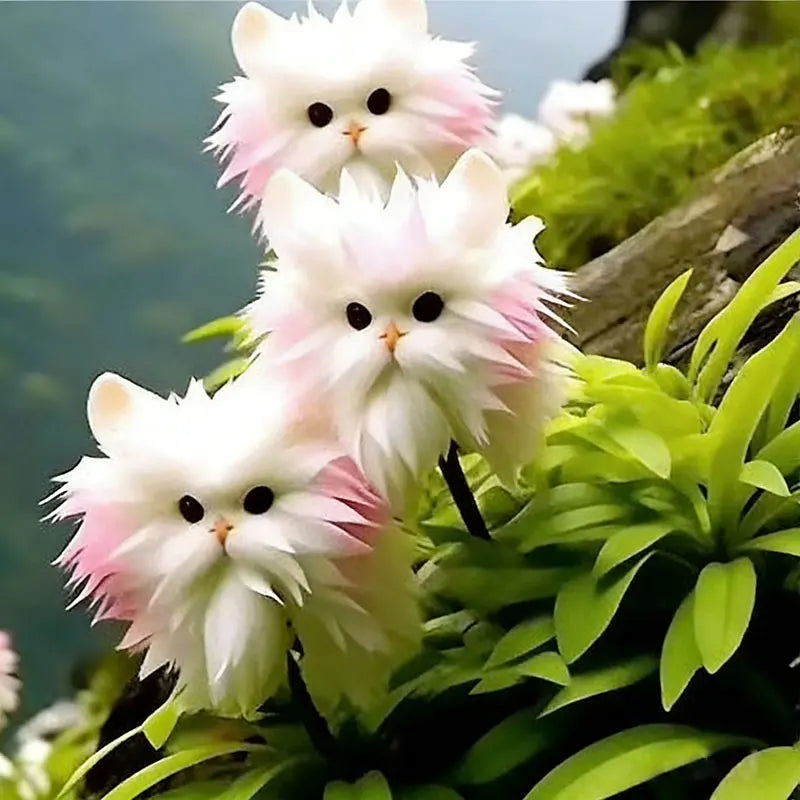 Face cat orchid Seeds | 550pcs Per Bag