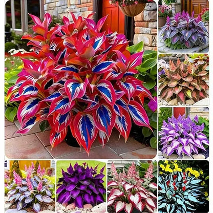 Hosta Seeds | 1000pcs Per Bag