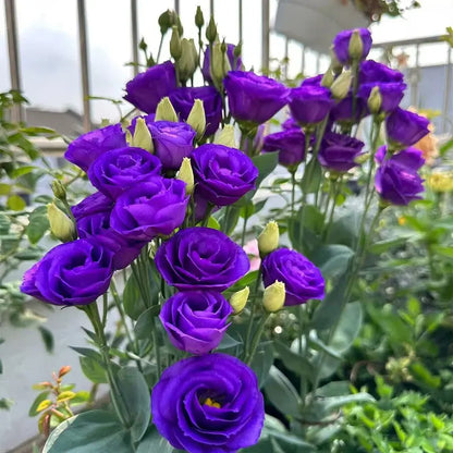 Eustoma grandiflorum Seeds | 500pcs Per Bag