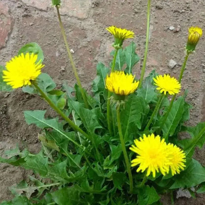 Vegetable Seeds | 10 Grams Per Bag