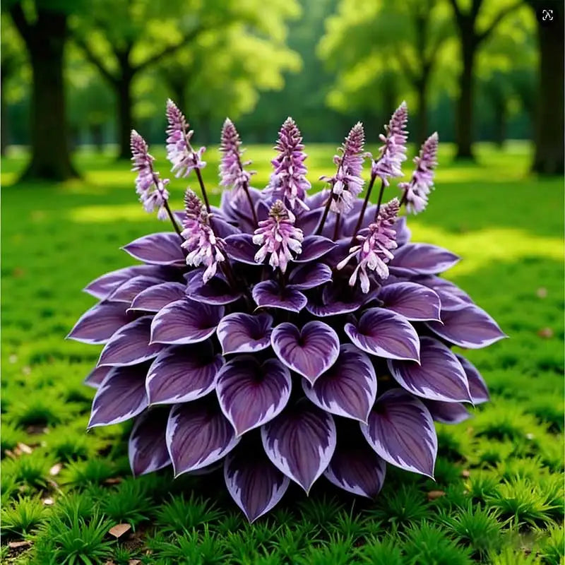 Hosta Seeds | 1000pcs Per Bag