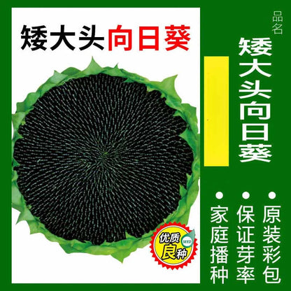 Vegetable Seeds | 10 Grams Per Bag
