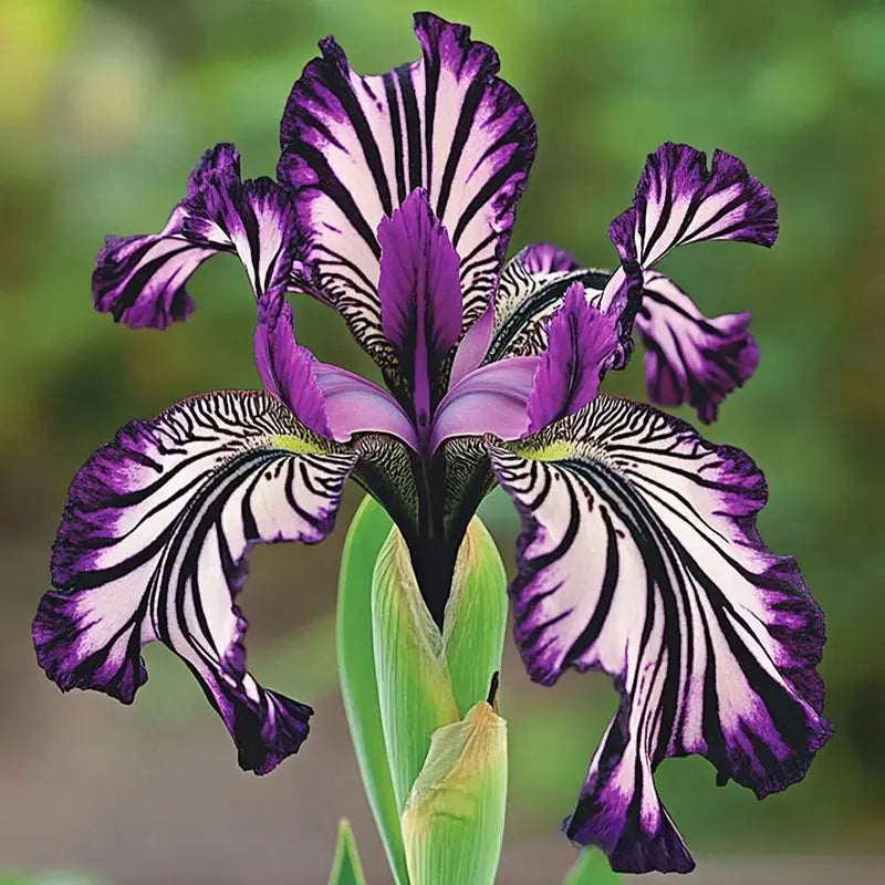 Orchid Seeds | 1000pcs Per Bag